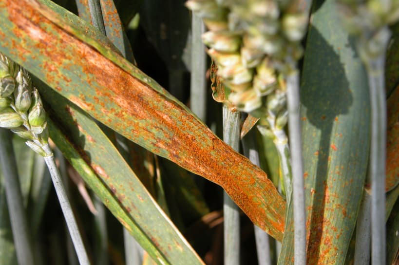 Leaf Rust - Wheat